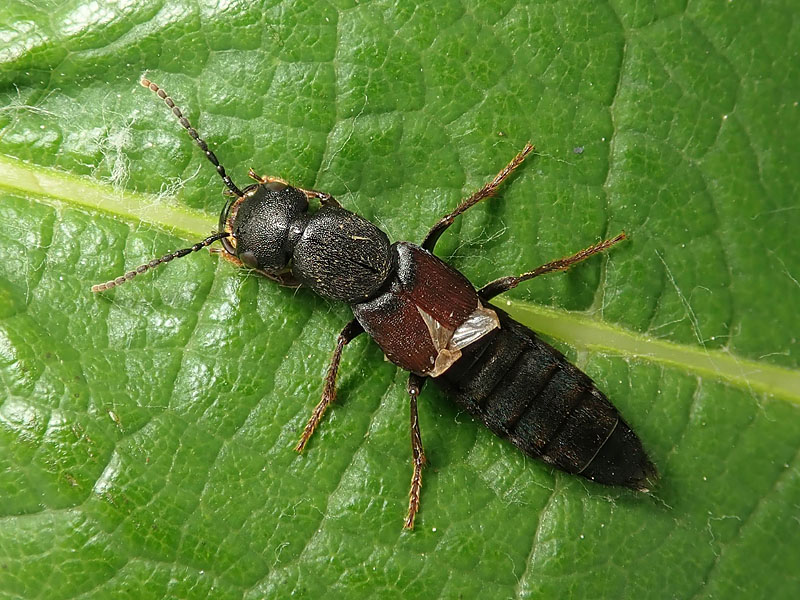 Staphylinidae: Philontus ? No, Tasgius (Rayacheila) sp.